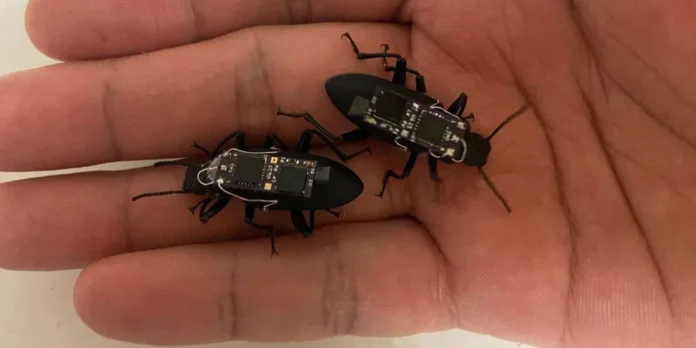 Zophobas