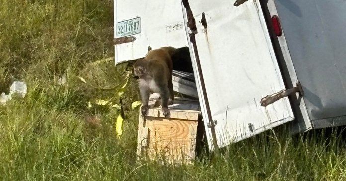 АНУ-д аюултай вирусын халдвар авсан лабораторийн сармагчингууд зугтжээ АНУ-д аюултай вирусын халдвар авсан лабораторийн сармагчингууд зугтжээ