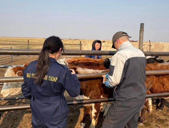 Шүлхий өвчнөөс урьдчилан сэргийлэх дархлаажуулалт 45 хувьтай үргэлжилж байна Шүлхий өвчнөөс урьдчилан сэргийлэх дархлаажуулалт 45 хувьтай үргэлжилж байна