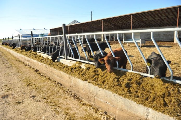 Малчид ба Иргэдийг Дэмжих Шинэ Алхам: Тэжээл, Гурилын Импортын Татварыг Тэглэх Тогтоолыг Баталлаа