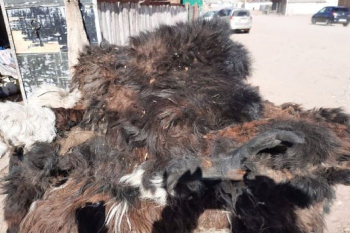 Эмээлт захад ямааны арьс