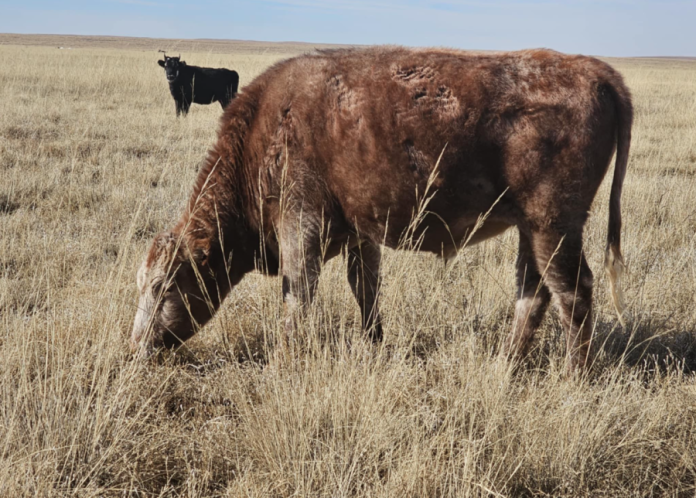 Хязаалан гунан