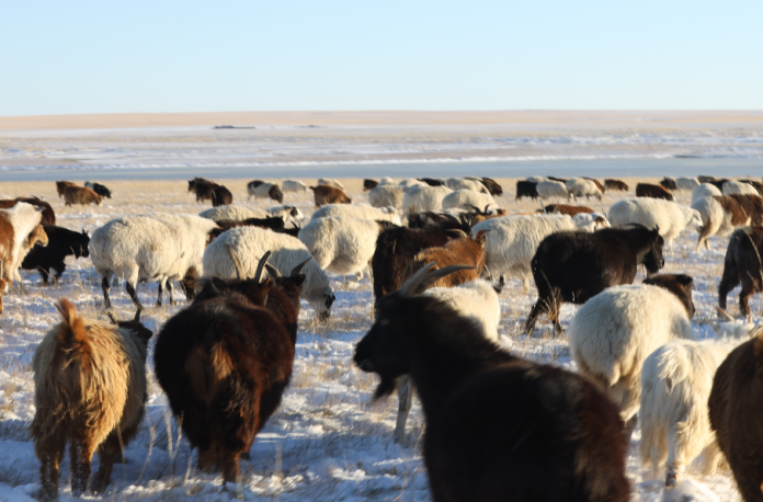 Зудын Эрсдэлийн Үнэлгээ: 23% 