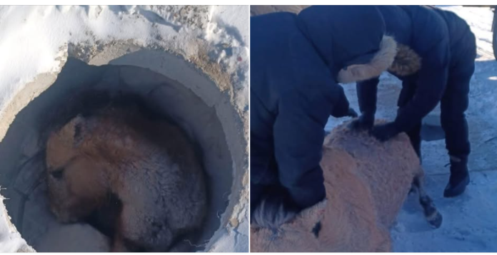 Нүхэнд Унасан Адууг Иргэд Кран Ашиглан Гэмтэлгүй Аварчээ