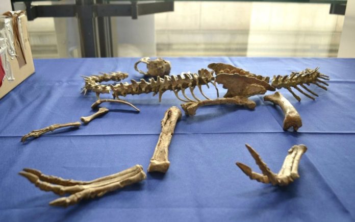 Монгол Улсын нутаг дэвсгэрээс хулгайлагдсан үлэг гүрвэлийн чулуужсан олдворыг эгүүлэн авлаа