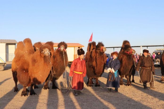 Тэмээчдийн баяр-2025