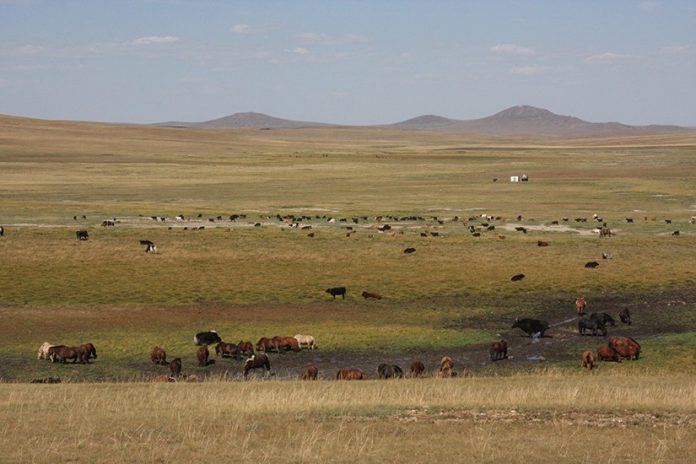 Хангайн бүсийн найман сумын бэлчээр, ойг нөхөн сэргээнэ