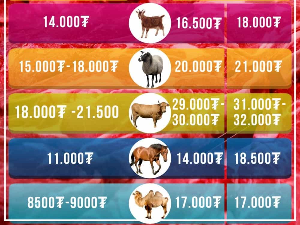 Хүчит шонхор