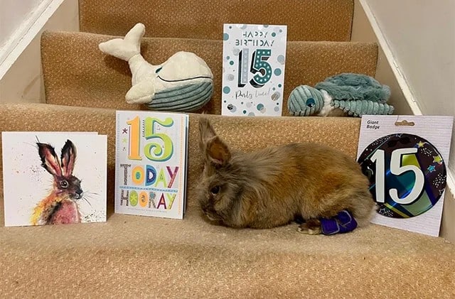 Дэлхийн хамгийн өндөр настай амьд туулай тодорлоо