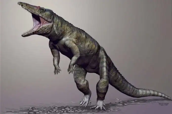 Labrujasuchus expectatus