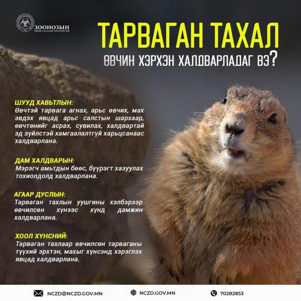 Тарвага агнахгүй, түүхий эд, махтай нь харьцахгүй байхыг ЗӨСҮТ-өөс анхаарууллаа