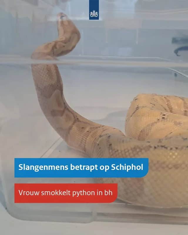 Эмэгтэй питоныг хөхний даруулгандаа нуужээ