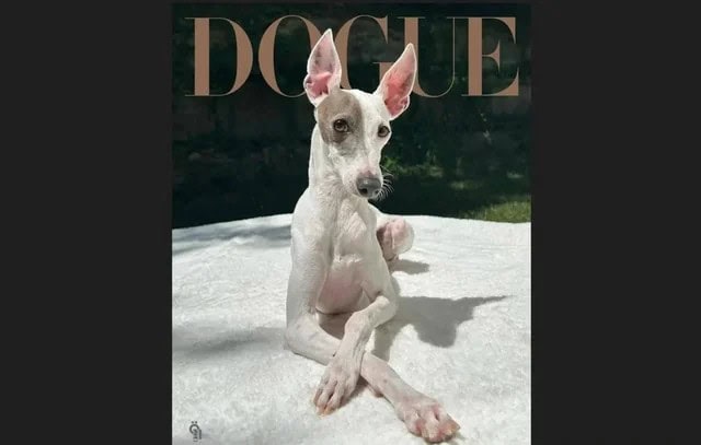 Vogue 2026 оны хамгийн загварлаг нохойг нэрлэлээ