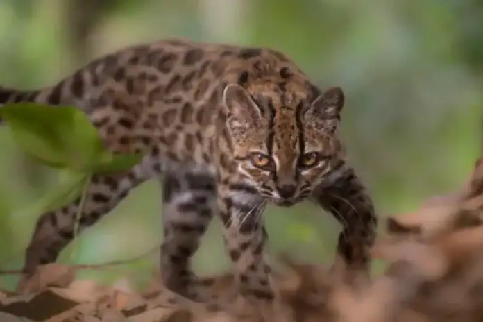 Leopardus