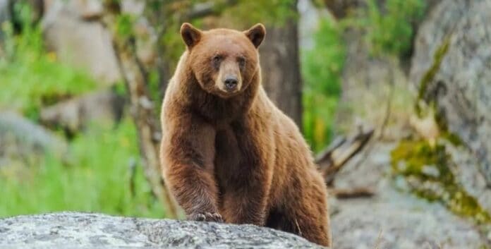 Өнгөрсөн хоногт хүрэн баавгайн тухай найман дуудлага, мэдээлэл иржээ